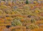 USA, Wyoming. Aspens and willow in fall color along Buffalo Valley Road just east of the Tetons Art Print